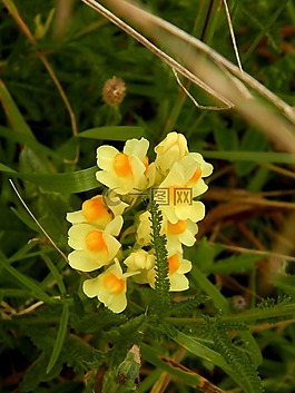 林,大自然,鮮花