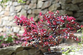 秘密花園,肖 匈牙利,范
