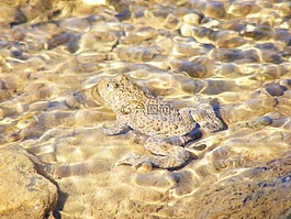 青蛙,蟾蜍,野生動物
