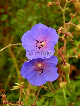 林,大自然,鮮花