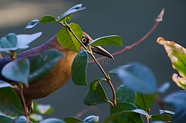 鳥,性質(zhì),動(dòng)物