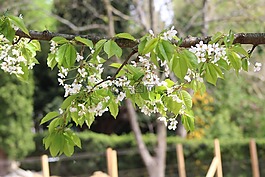 秘密花園,肖 匈牙利,范