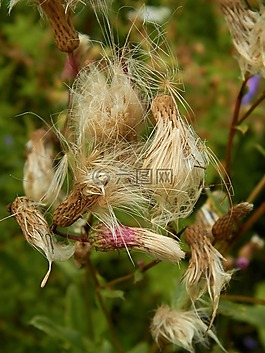 林,大自然,鮮花