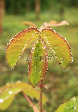 滴,綠色,葉