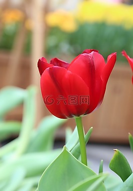 郁金香,花,紅色