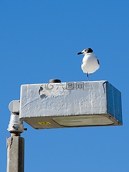 海鷗,燈籠,鳥