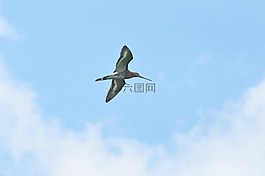 黑尾 godwit,鸟,天空
