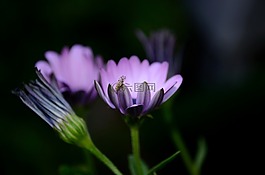 花,紫,紫色的小花