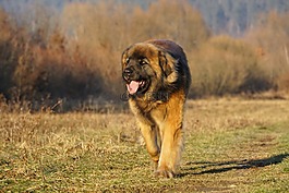 leonberger,狗,动物