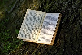 書,讀取,公園