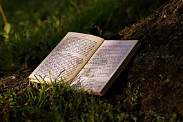 書,讀取,公園