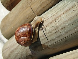 蝸牛,貝殼,性質(zhì)