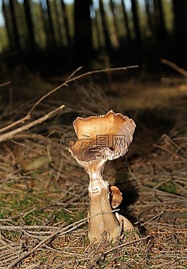 蘑菇,性質(zhì),森林