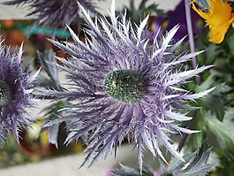 花,花卉,紫