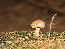 蘑菇,性質(zhì),森林