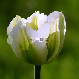 郁金香,綠色,花壇
