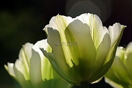 郁金香,綠色,花壇