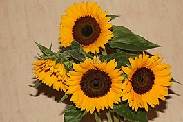 太陽花,開花,廠