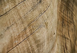摘要,褐色,樹(shù)
