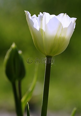 郁金香,綠色,花壇