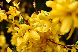 鮮花,春天,性質(zhì)