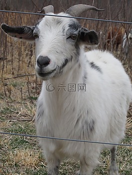 山羊,動物,農(nóng)業(yè)