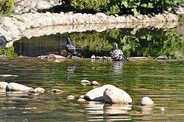 鴿子,公園,秋季