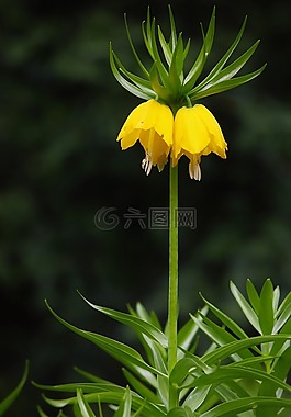 帝冠,黃色花,花