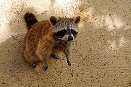 浣熊,動物,可愛