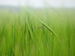 玉米,玉米田,原野