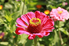 顏色,鮮花,花園