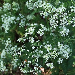 花,cowparsley,自然