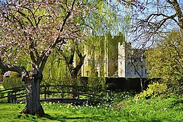 公園,樹,景觀