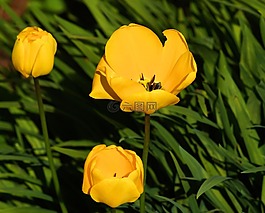 郁金香,花,鮮花