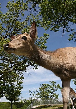 獐鹿,關(guān)閉,哺乳動(dòng)物