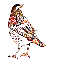 鳥大綱,鳥,抽象多色