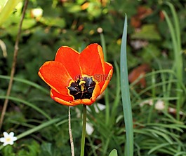 郁金香,花,開(kāi)花