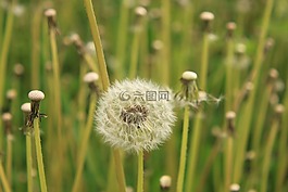 蒲公英,空,蓬松