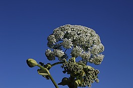 hogweed,白花,夏天