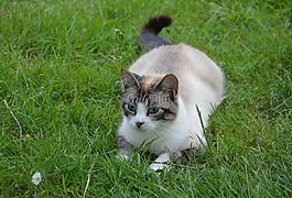 貓,馬頭,貓科動物