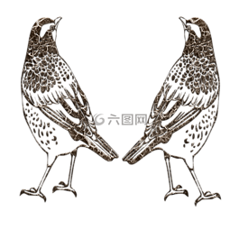 鳥類大綱,抽象,男性女性
