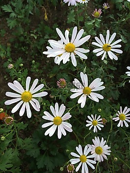 gujeolcho,鮮花,秋季