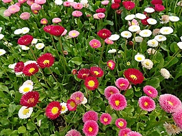 大自然,春天,鮮花