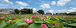 蓮花,鮮花,天空