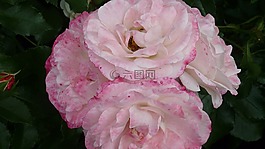 玫瑰,花,白色粉红色