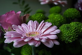 花卉,margriet,鲜花