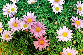 雛菊,鮮花,盛開
