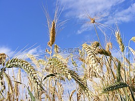 農(nóng)業(yè),面包,谷物