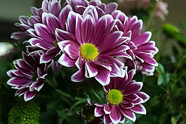 花卉,margriet,性质