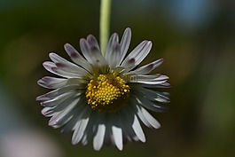 雛菊,花,白